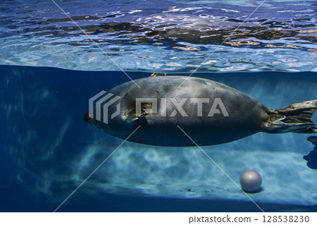 Baikal seal 128538230