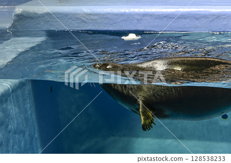 Baikal seal 128538233
