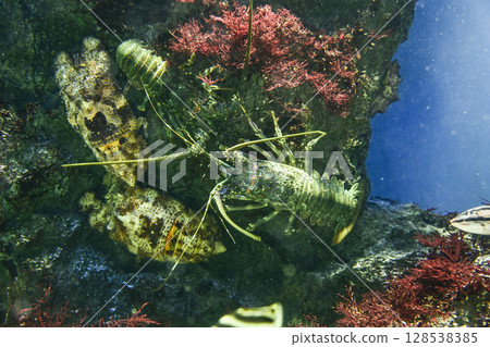 Hairy lobster Hairy lobster 128538385