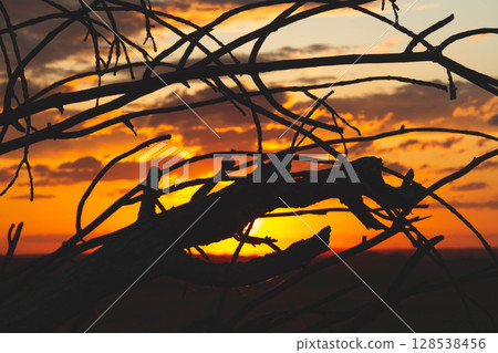 Silhouettes of trees at sunset. Withered tree against the backdrop of the sun. Silhouettes of trees at sunset. Withered tree against the backdrop of the sun. 128538456
