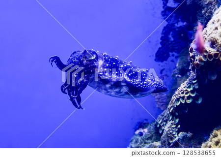 Kobushime Kobushime 128538655