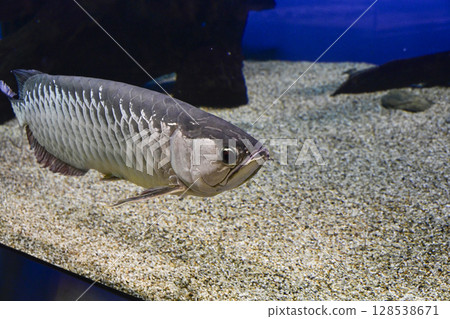 銀龍魚 128538671