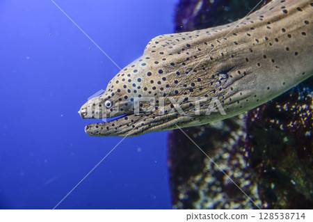 False rainbow trout False rainbow trout 128538714