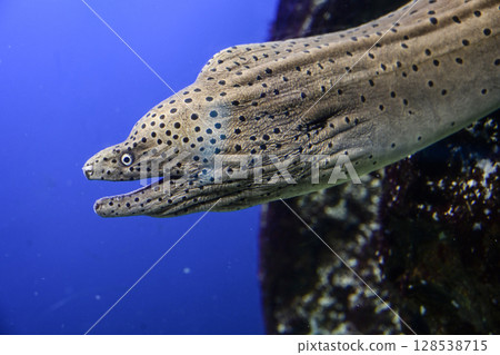 假虹鱒魚 128538715