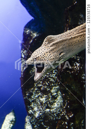 假虹鱒魚 假虹鱒魚 128538716