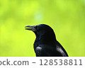 crow looking sideways 128538811