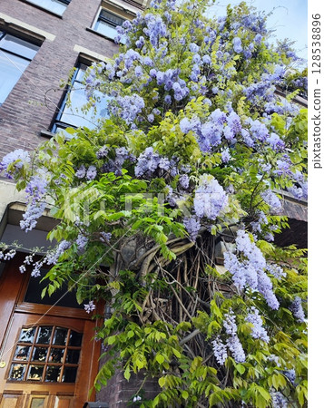A lush wisteria plant with abundant violet flowers climbs up a brick building facade. The building has a polished wooden door and several large windows. Amsterdam 128538896