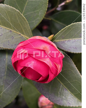 Closeup of a blooming dark pink camellia flower, with lush green leaves and branches in the background. 128539042