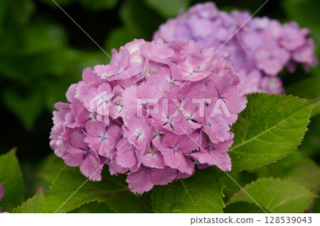 亮粉色可愛繡球花 128539043