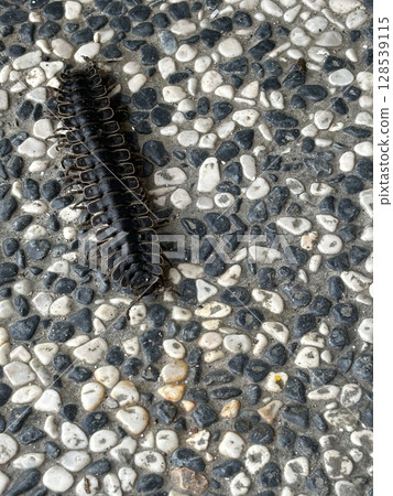 A Stenoniodes moving slowly across the pebbled floor. Commonly known as the Borneo tractor millipede, Stenoniodes is a genus of millipede. A Stenoniodes moving slowly across the pebbled floor. Commonly known as the Borneo tractor millipede, Stenoniodes is a genus of millipede. 128539115