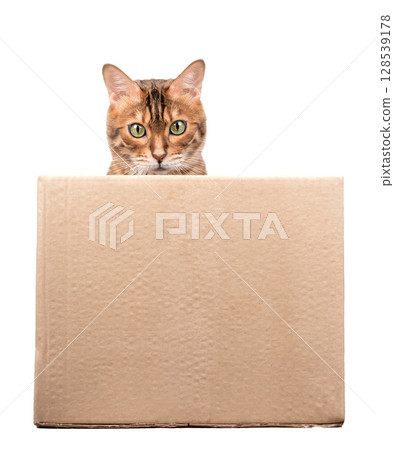 Curious Bengal Kitten in a Box Curious Bengal Kitten in a Box 128539178