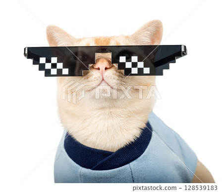 Burmese cat wearing pixelated glasses and a blue T-shirt. 128539183