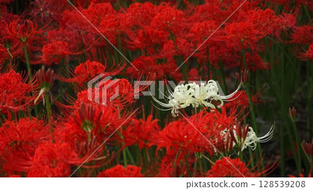 一朵白色蜘蛛百合在一簇紅色的蜘蛛百合中獨自綻放 128539208