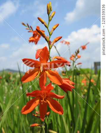 ``Himehiougizusen'' which flowers alternately on the left and right ``Himehiougizusen'' which flowers alternately on the left and right 128539336