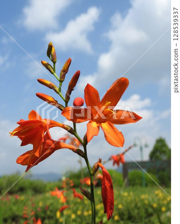 ``Himehiougizusen'' which flowers alternately on the left and right 128539337