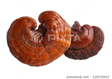 Lingzhi or Reishi mushroom with capsules, organic natural healthy food isolated on white with clipping path. 128539422