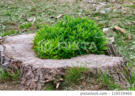 Green plant thriving from the center of a large tree stump in a natural outdoor setting during daylight hours 128539468