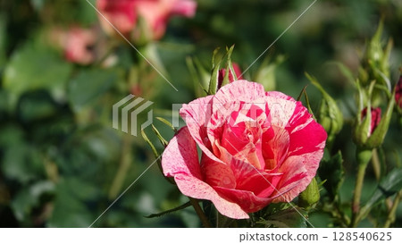 美麗的玫瑰花朵 美麗的玫瑰花朵 128540625