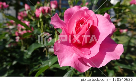 美麗的玫瑰花朵 128540626