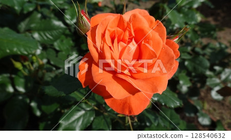 Beautiful roses 128540632