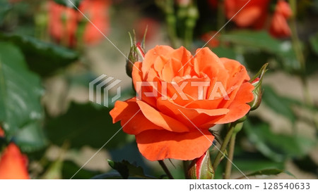 Beautiful roses 128540633