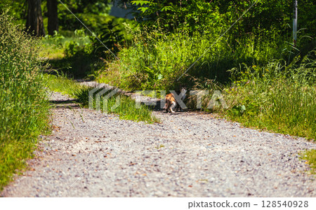 我在碎石路上遇見的一隻貓 128540928