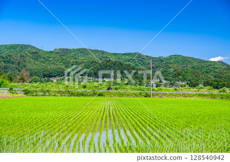A natural landscape of rice fields in early summer 128540942