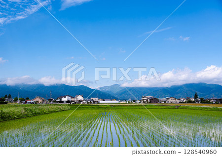 初夏清爽的田園風光，松本市 128540960
