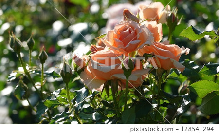 Beautiful roses Beautiful roses 128541294
