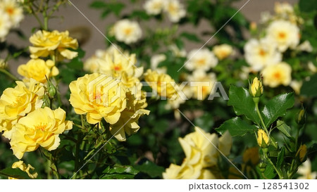 美麗的玫瑰花朵 128541302