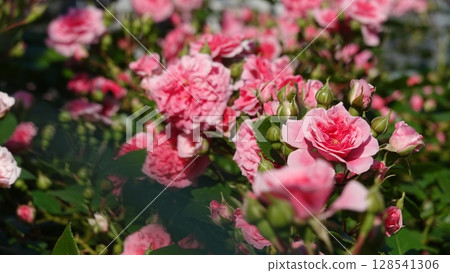 美麗的玫瑰花朵 128541306