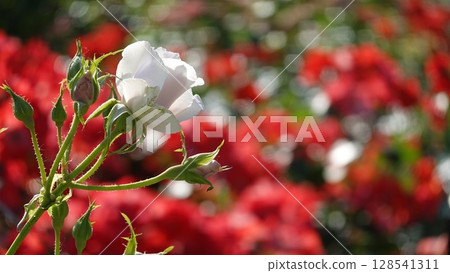 Beautiful roses 128541311