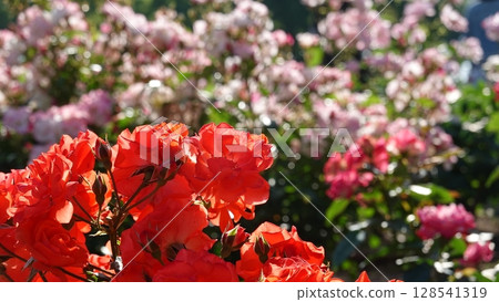 Beautiful roses 128541319