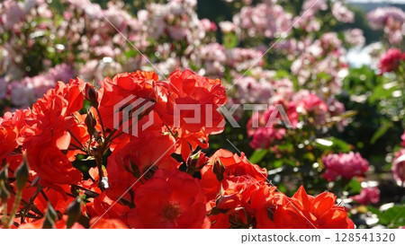 Beautiful roses 128541320