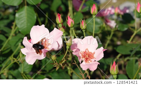 美麗的玫瑰花朵 128541421