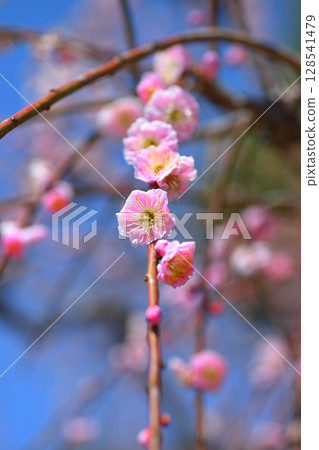 東山水果公園的梅子 東山水果公園的梅子 128541479