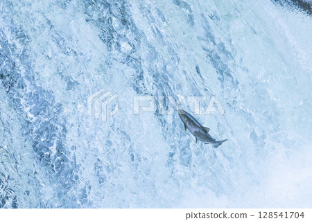 Cherry salmon swimming upstream at Sakuranotaki Falls in Kiyosato, Hokkaido Cherry salmon swimming upstream at Sakuranotaki Falls in Kiyosato, Hokkaido 128541704
