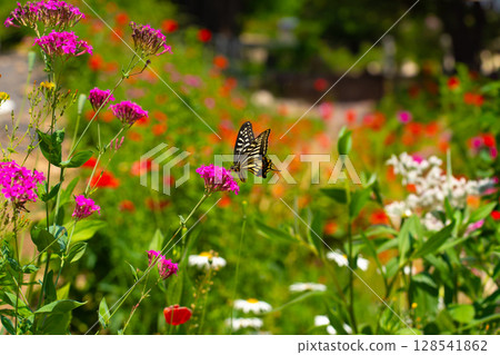 A butterfly sits on a wild flower. Butterflies sit on flowers, drink nectar. 128541862