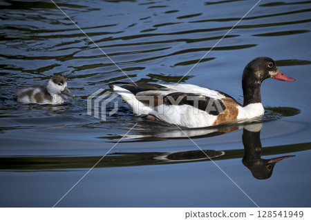 Shelduck and duckling swimming at wetlands nature reserve Shelduck and duckling swimming at wetlands nature reserve 128541949