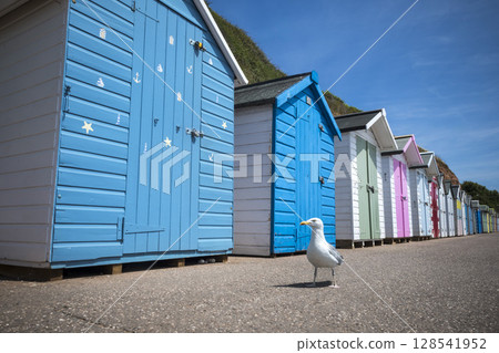 Herring gull going for a stroll on the prom 128541952