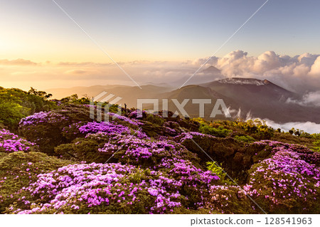 盛開的宮山霧花、高千穗峰和新燃岳的霧島 盛開的宮山霧花、高千穗峰和新燃岳的霧島 128541963