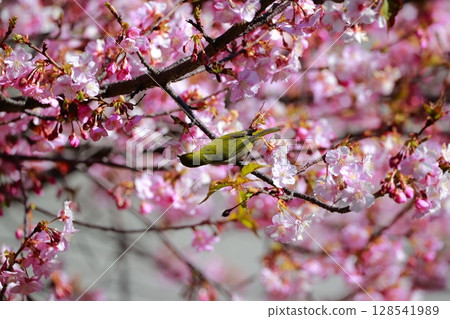 Sakura and mezzo Sakura and mezzo 128541989