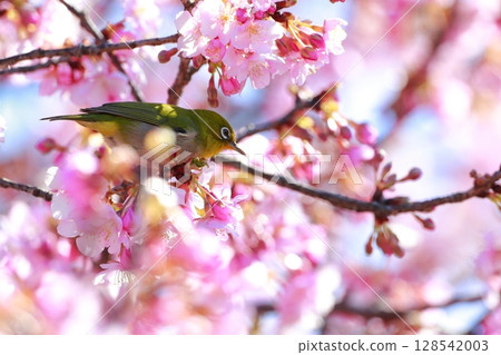 Sakura and mezzo Sakura and mezzo 128542003