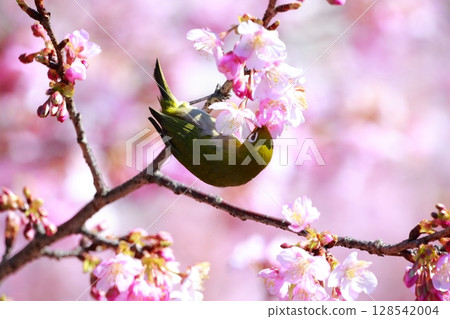 Sakura and mezzo Sakura and mezzo 128542004