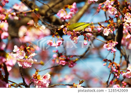 Sakura and mezzo Sakura and mezzo 128542009