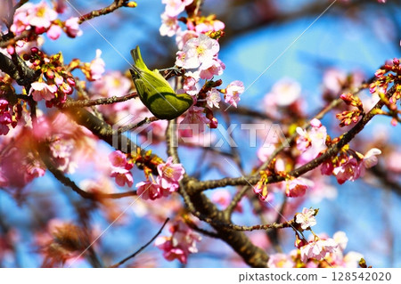 櫻花和mezzo 128542020