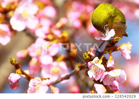 Sakura and mezzo 128542029
