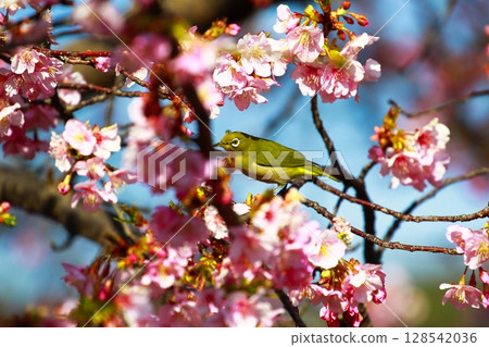 櫻花和mezzo 櫻花和mezzo 128542036