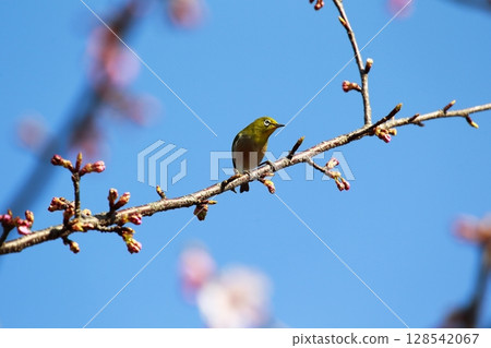 Sakura and mezzo 128542067