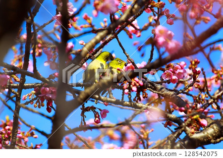 Sakura and mezzo 128542075